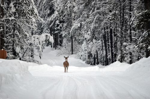 deer snow whitetail