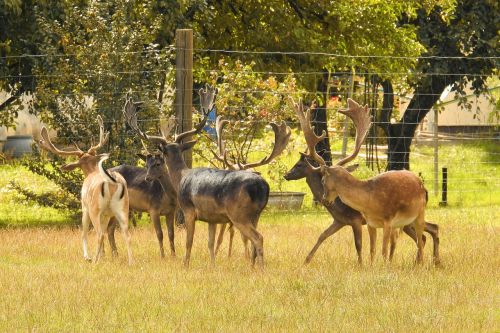 deer deer park fallow deer