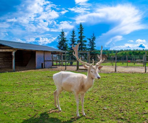 deer poland zoo