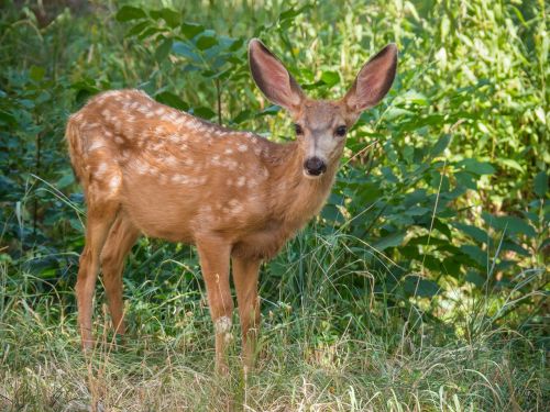 deer young fawn