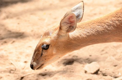 deer animal wildlife