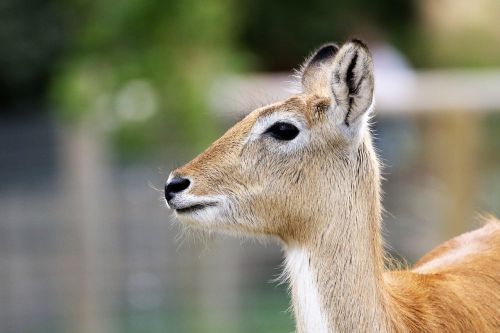 deer antelope nature