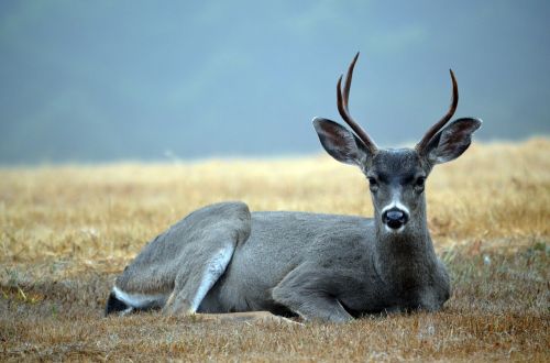 deer buck two-pointer