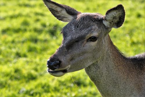deer doe animal