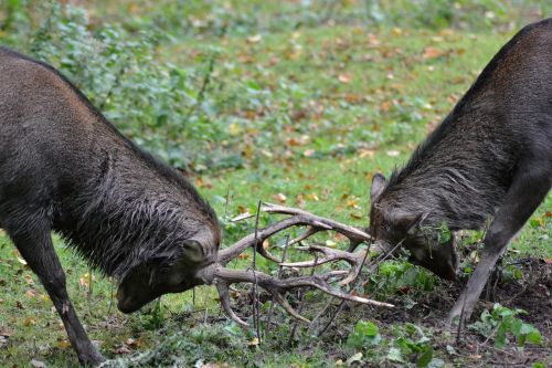 deer sika deer fight