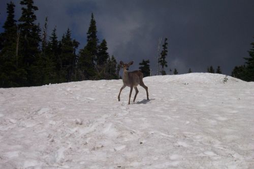 deer snow animals