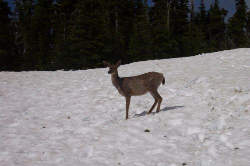 deer snow animal