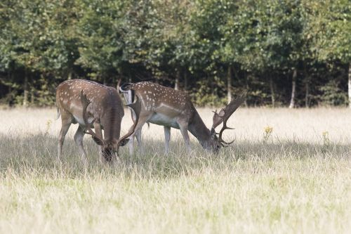 deer fallow deer antlers