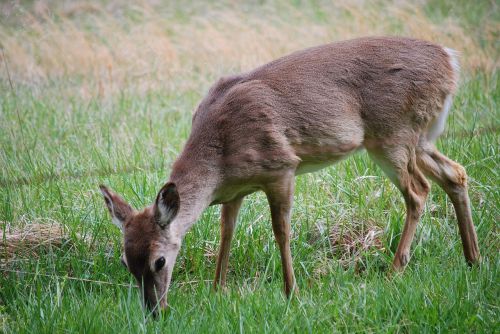 deer meadow wildlife