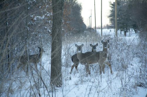 deer snow animal