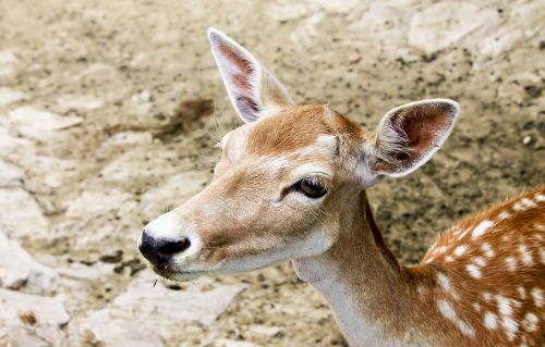 deer animal wildlife