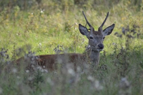 deer forest nature