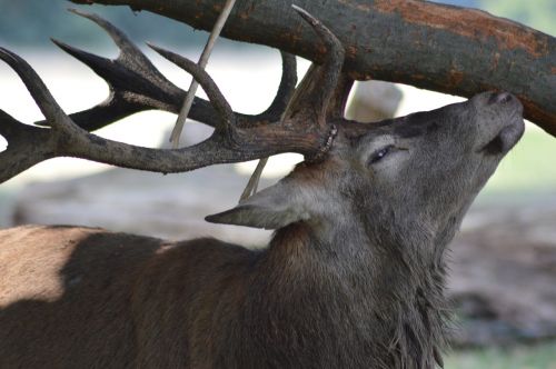 deer forest nature