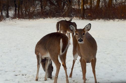 deer snow herd