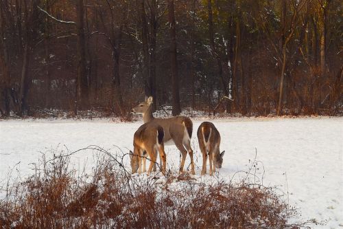 deer snow sunlight