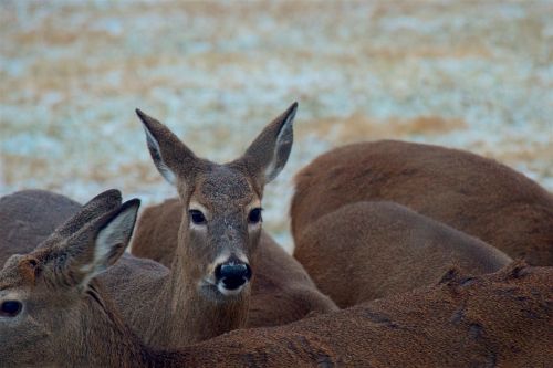 deer herd outdoor