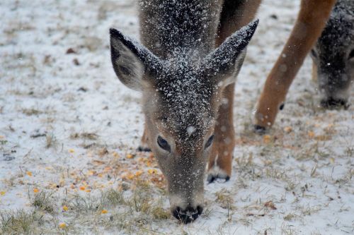 deer snow winter