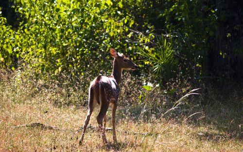 deer animal wildlife