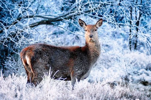 deer winter frost