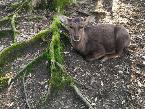 deer root green