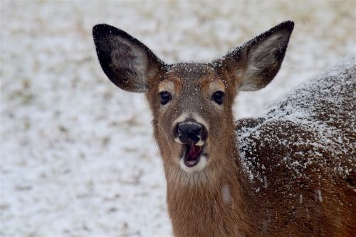 deer snow winter