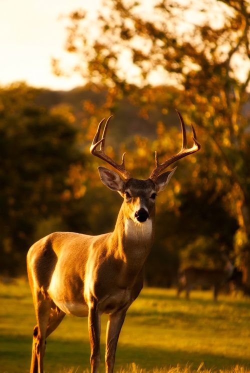 deer stag wildlife