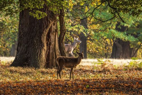 deer autumn trees
