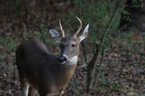 deer young buck