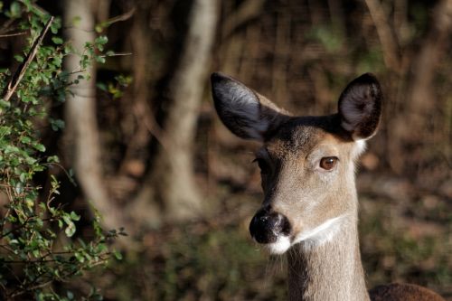 deer white-tailed wildlife