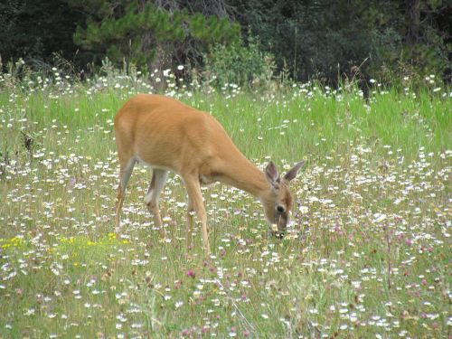 deer biche wild animal