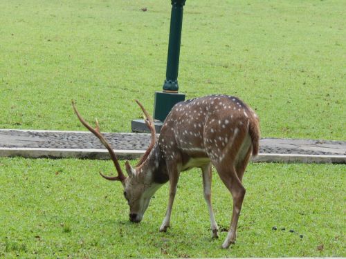 deer park bogor