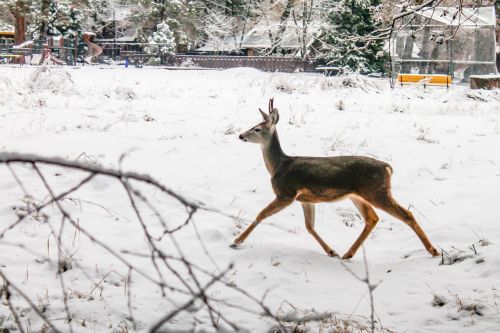 deer winter christmas