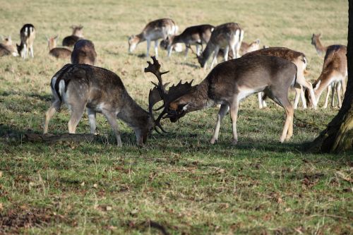 deer fight nature