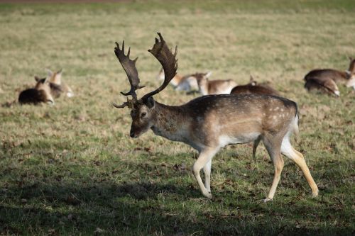 deer nature animals