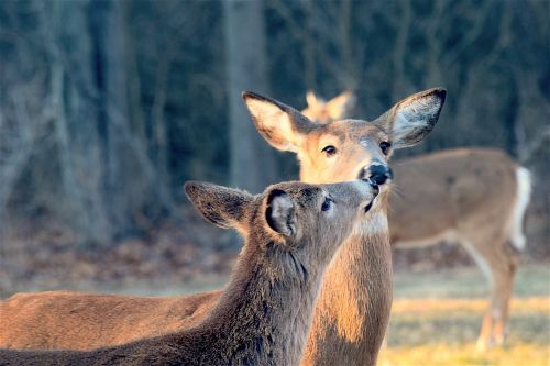 deer kiss sweet