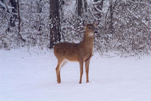deer snow woods