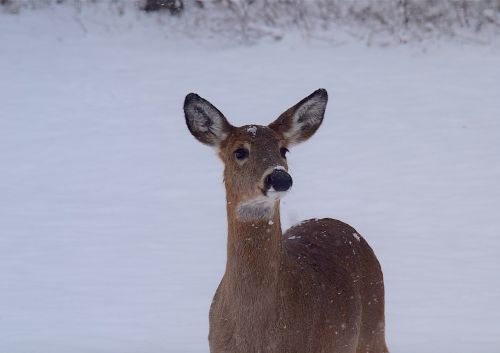 deer snow beautiful