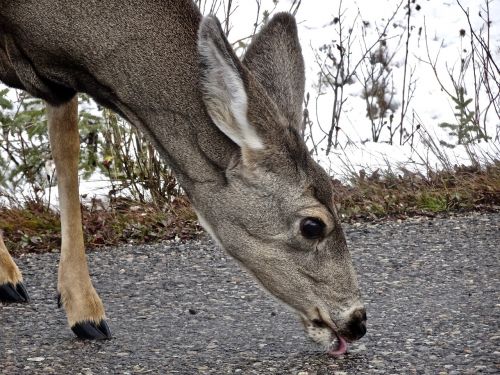 deer doe licking