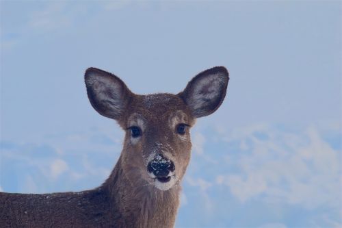 deer snow face