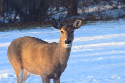 deer sunlight snow