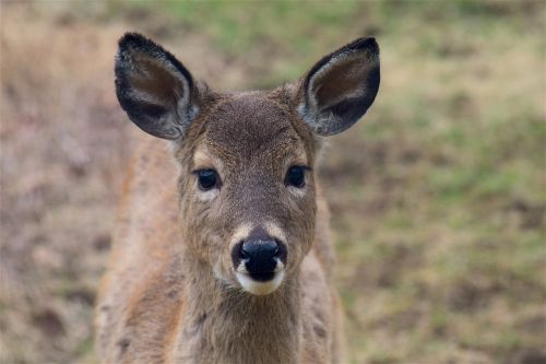 deer face portrait