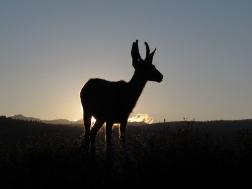 deer sunset animal