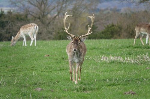 deer wildlife zoo