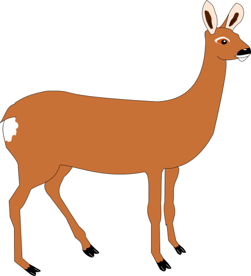 deer forest mammal