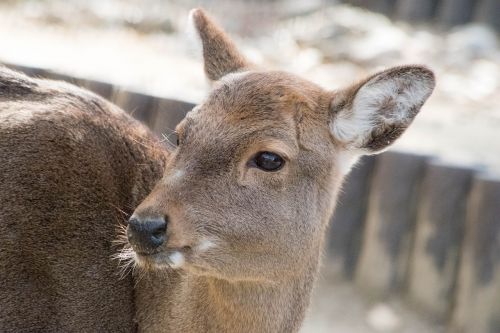 deer animal zoo