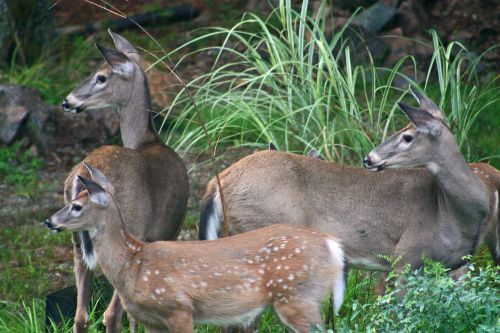 deer whitetail deer wildlife