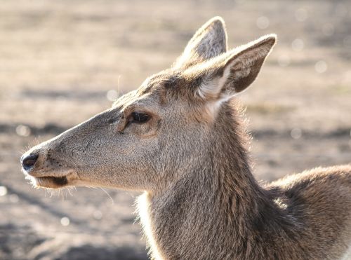 deer female animal