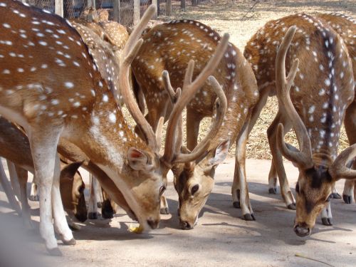 deer india wildlife