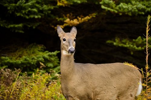 deer nature animal