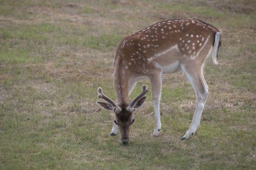 deer grass browser
